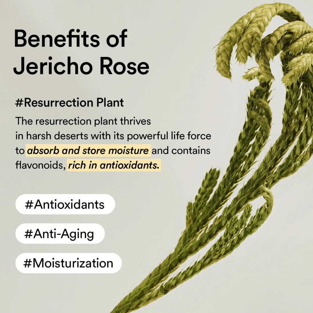 Collagen Eye Cream Jericho Rose Tube [30ml]